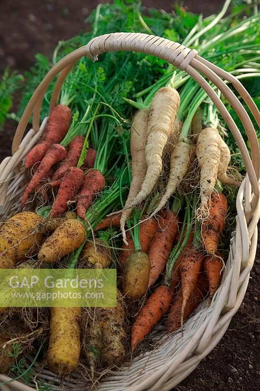 Freshly dug carrots in a basket: Daucus carota 'Atomic Red' 'Jaune de Doubs', 'Autumn King' and 'Lunar White'