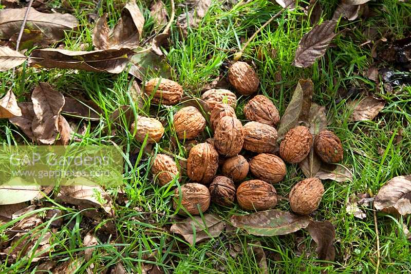 Harvested walnuts on the ground