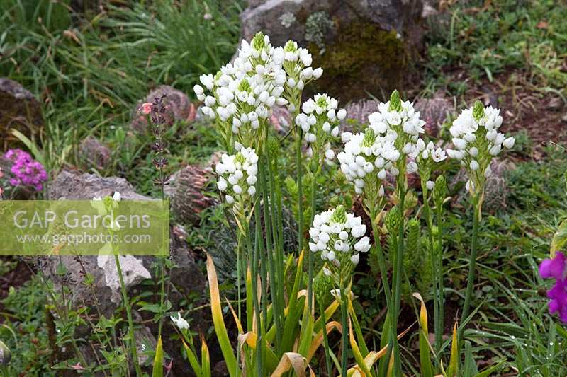 Ornithogalum thyrsoides - Chincherinchee
