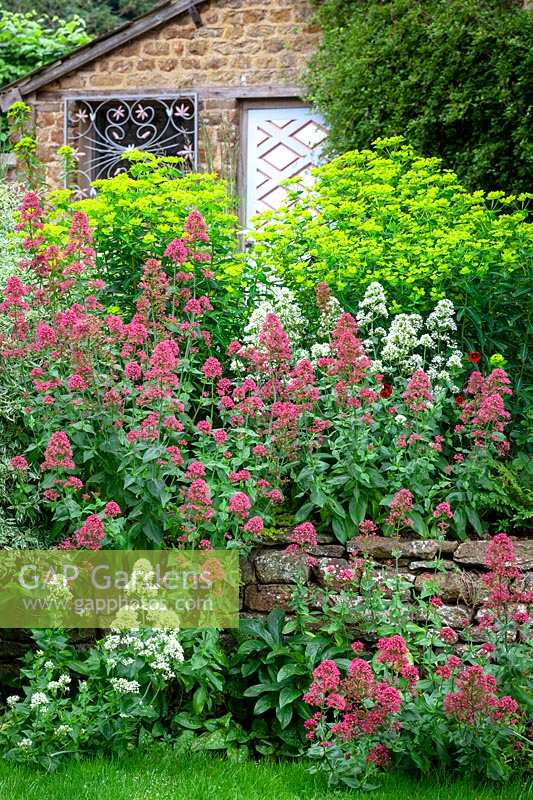 Self sown Centranthus ruber 'Albus', Valerian -red and white form - growing in a dry stone wall