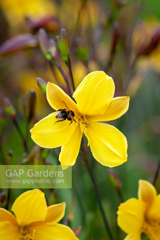 Bee on Hemerocallis 'Corky' - Daylily