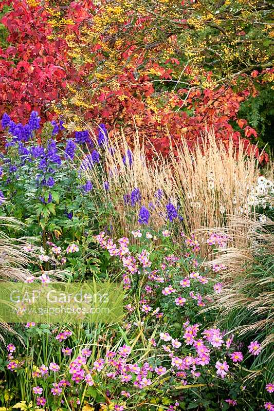 Autumn border at Pettifers. Sorbus 'Joseph Rock' - Mountain ash, Miscanthus sinensis 'Yakushima Dwarf', Calamagrostis x acutiflora 'Karl Foerster', Anemone hupehensis 'Bowles's Pink', Aconitum carmichaelii Arendsii Group 'Arendsii' and Euonymus planipes - Flat-stalked spindle tree syn. Euonymus sachalinensis misapplied