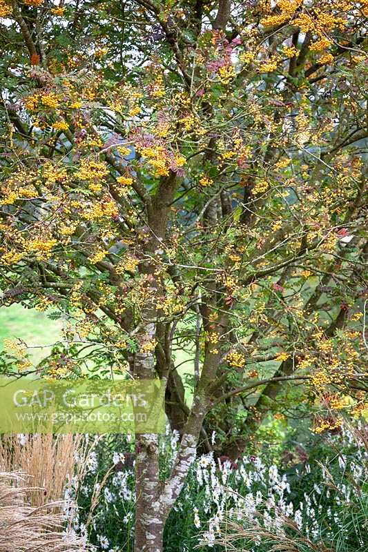 The berries of Sorbus 'Joseph Rock' - Mountain ash - with Leucanthemella serotina AGM - autumn ox-eye.