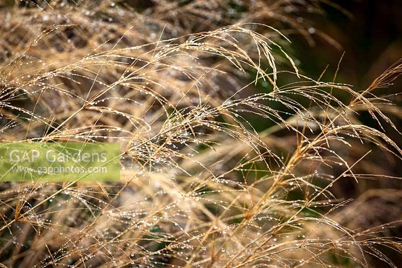 Oryzopsis miliacea - Smilo grass