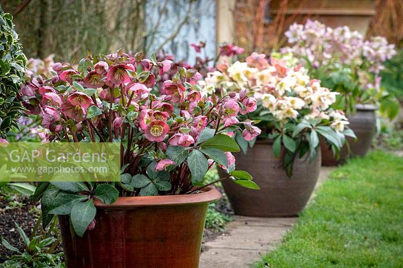 Pots of hellebores in John Massey's garden. Front to back: Helleborus Rodney Davey Marbled Group 'Penny's Pink', Helleborus x nigercors 'Emma', Helleborus 'Harvington Rebekah'.