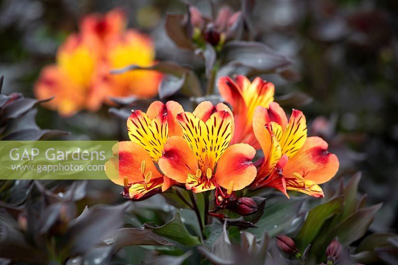 Alstroemeria Indian Summer also known as 'Tesronto'  - Peruvian lily