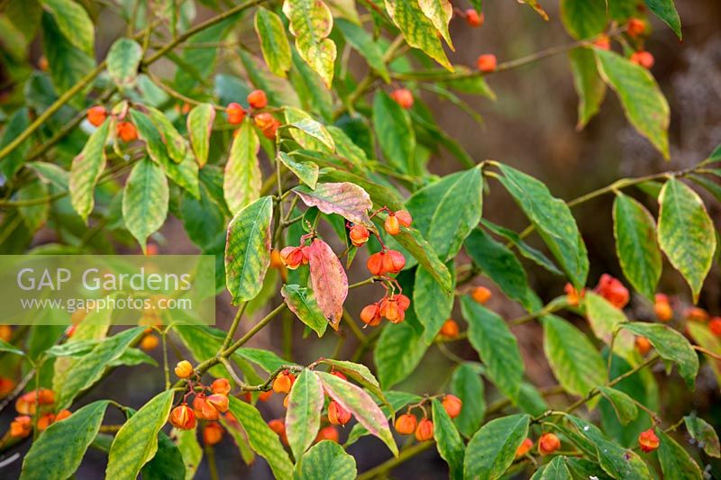 The berries of Euonymus myrianthus in winter - Spindle tree