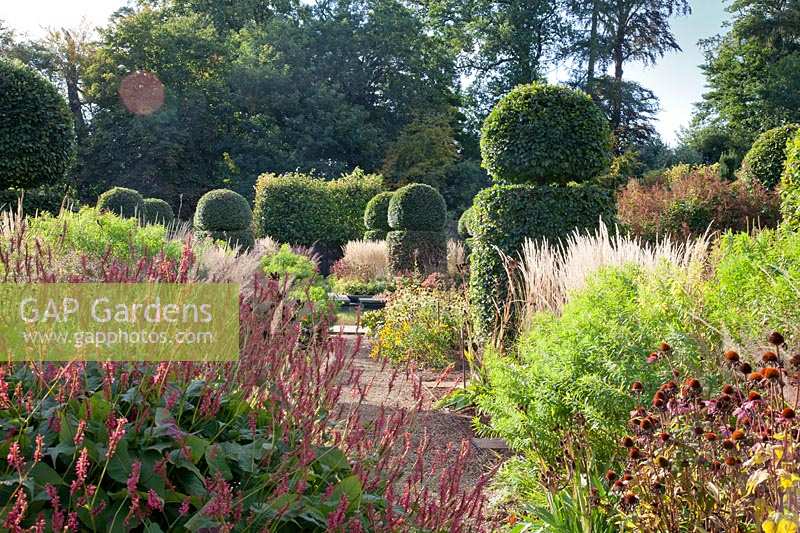 Path through Persicaria amplexicaulis 'Taurus', Calamgrostis acutiflora 'Karl Foerster', Echinacea and clipped Beech topiary 
Garden: Broughton Grange, Oxfordshire 
Head gardener: Andrew Woodall