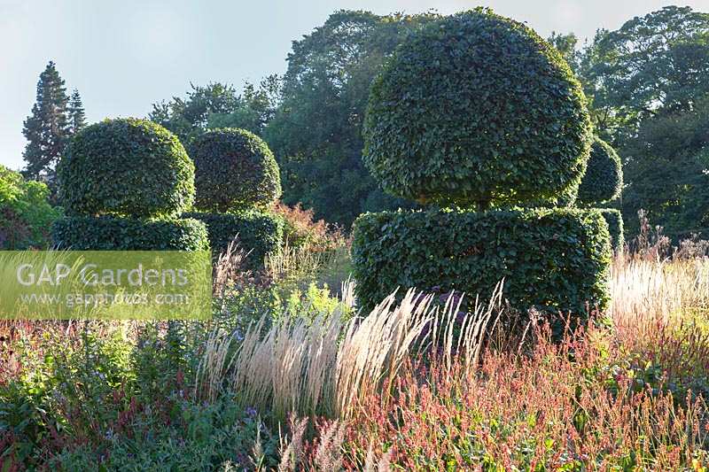 Persicaria and Calamgrostis acutiflora 'Karl Foerster' with clipped Beech topiary, Oxfordshire