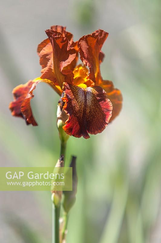 Tall Beared Iris 'Cayenne Capers'