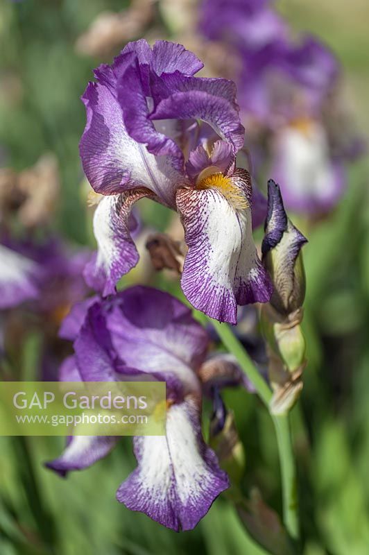 Tall Bearded Iris 'Minnie Colquitt'