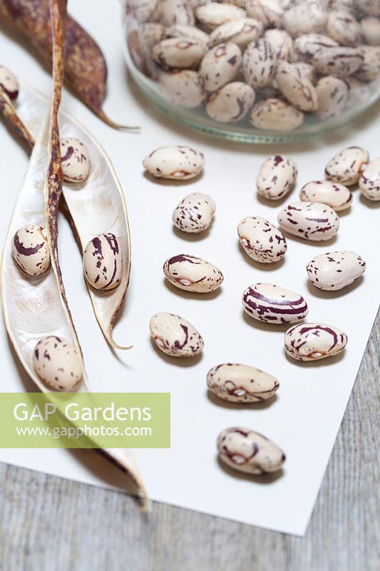 Phaseolus vulgaris Borlotto lingua di fuoco 2 - Borlotti beans shelled and drying on paper before storing.
