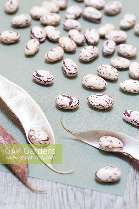 Phaseolus vulgaris Borlotto lingua di fuoco 2 - Borlotti beans shelled and drying on paper before storing.
