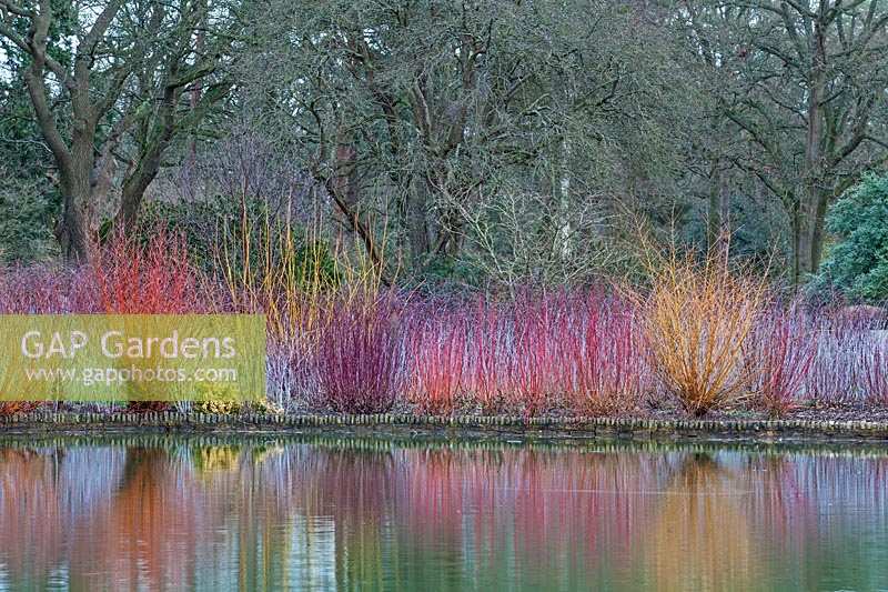 Colourful stems of Cornus and Rubus reflected in lake. RHS Garden Wisley, Surrey, UK.
