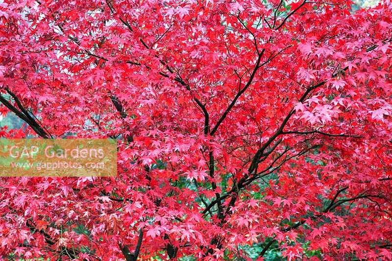 Acer 'Bloodgood' - Japanese Maple - Westonbirt Arboretum, Gloucestershire, UK.