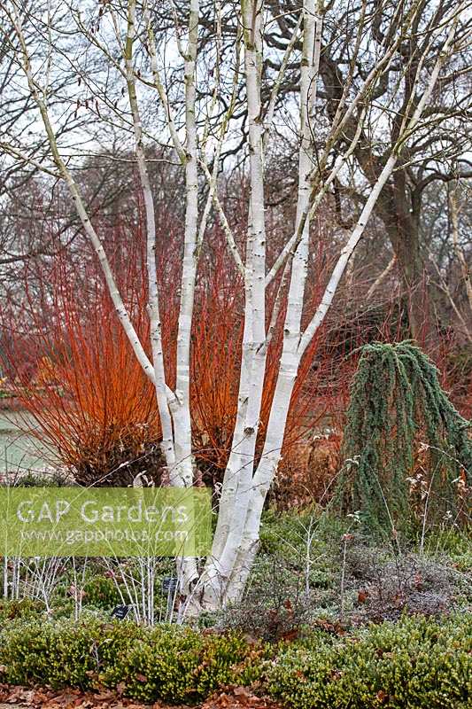 Betula utilis var. jacquemontii 'Doorenbos' - Himalayan birch 'Doorenbos'