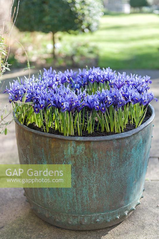 Antique copper verdigris tub with Iris reticulata 'Harmony'