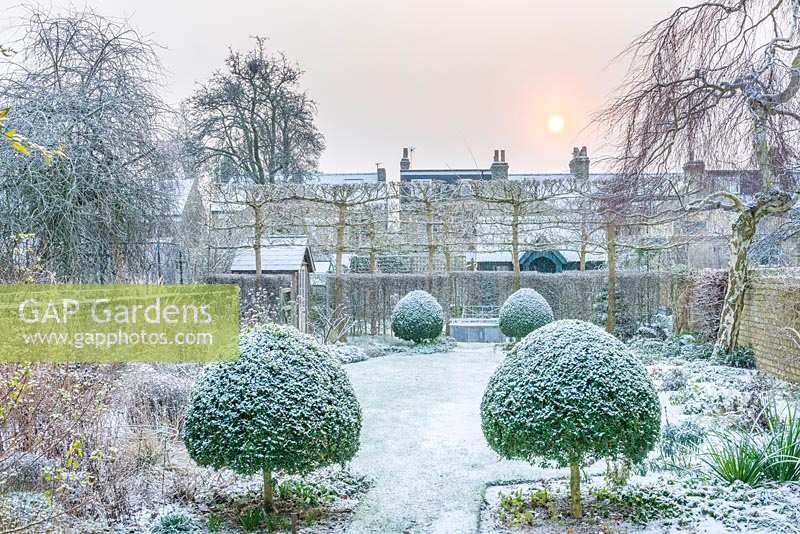 A wintery sky over a formal town garden with Buxus - box topiary and 
pleached trees
