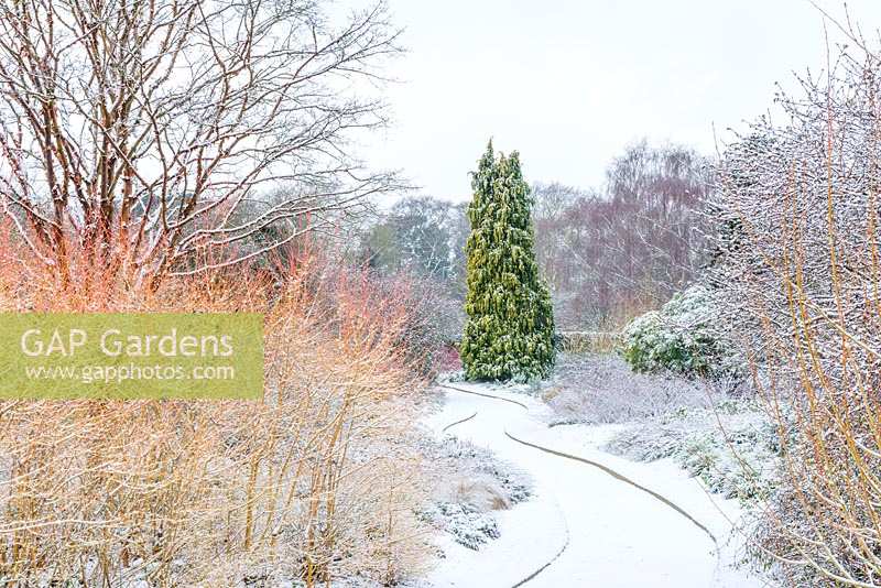 Cornus sanguinea 'Midwinter Fire', Acer griseum and Chamaecyparis lawsoniana 'Winston Churchill' in curved borders.  The Winter Garden, Cambridge Botanic Gardens, UK. 