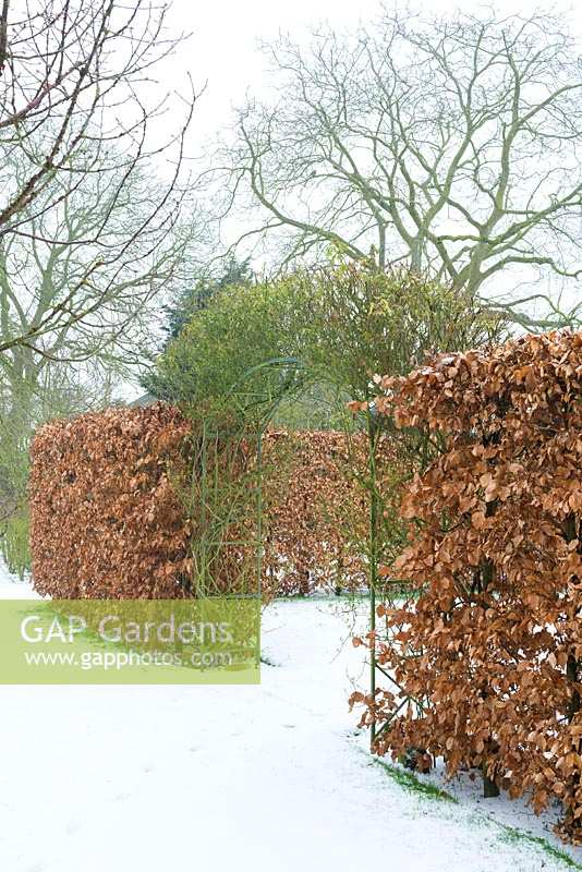 Fagus - Beech hedge with arch for climbers. 
