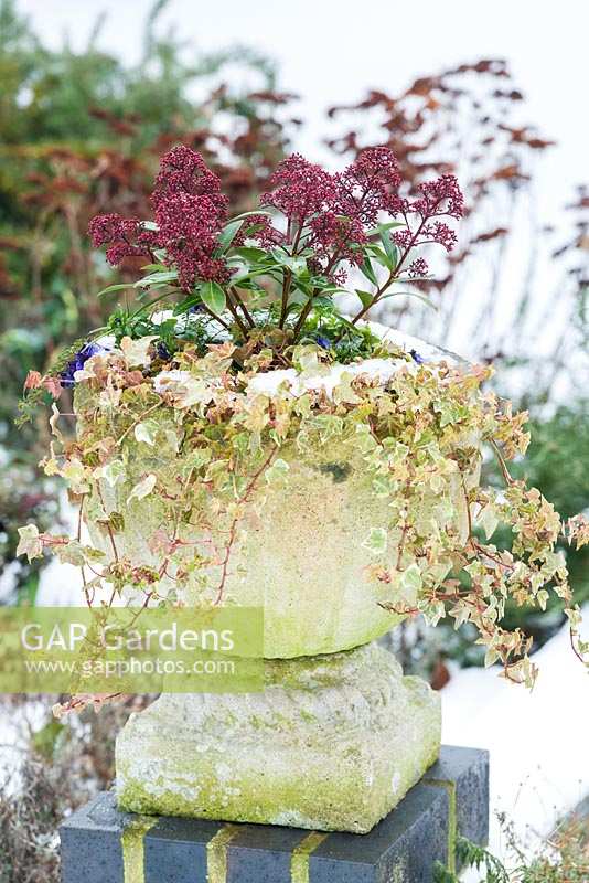 Skimmia, Viola and variegated ivy in stone urn.