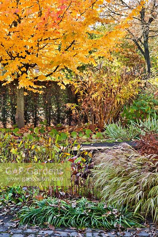 Mixed autumnal border with Hakonechloa macra 'Aureola', Ligularia, Pontederia, Parrotia persica 'Vanessa' - Persian Ironwood and Liriope muscari.