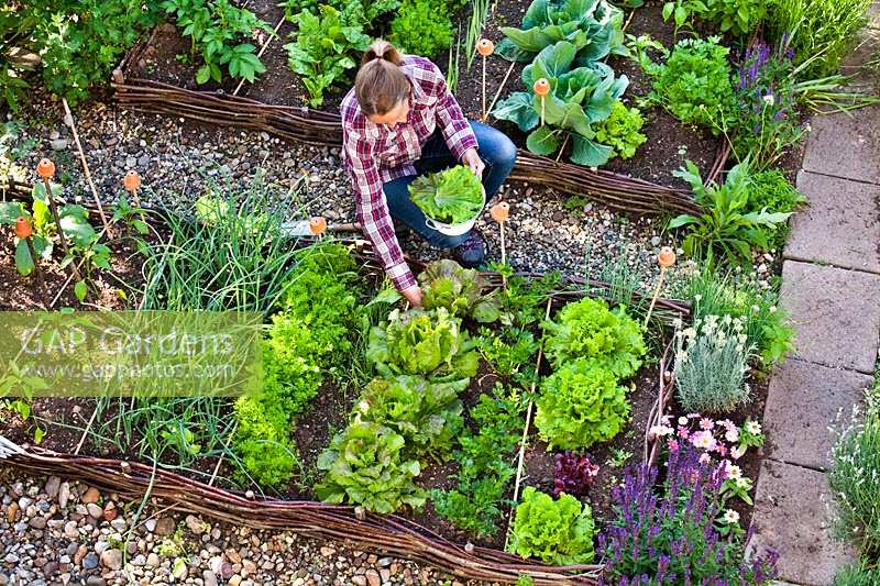 Woman harvesting lettuces from raised bed. 