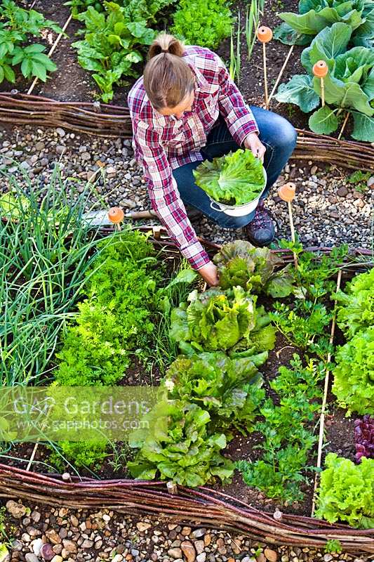 Woman harvesting lettuces from raised bed.