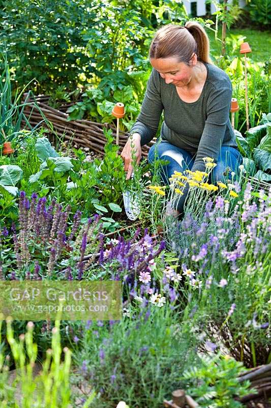 Woman planting herbs in vegetable garden - Hyssopus officinalis - hyssop.
