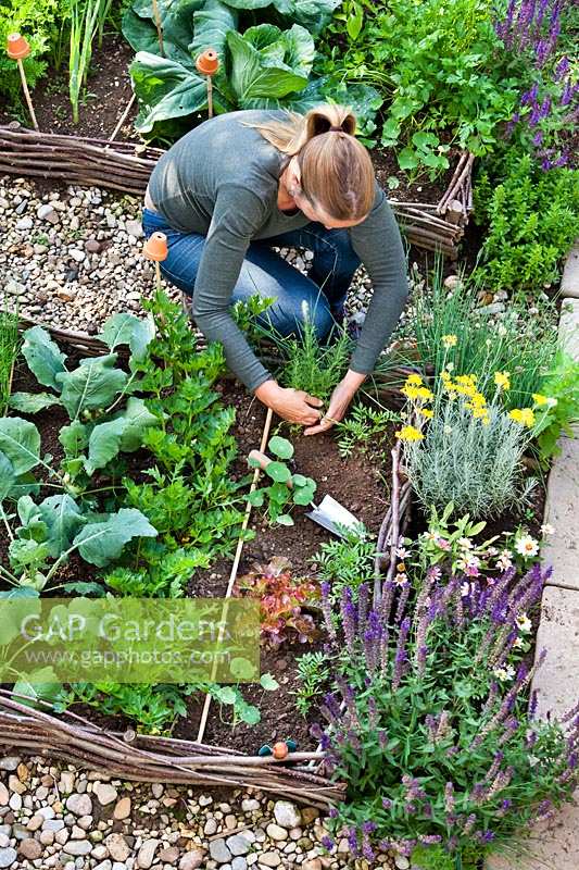 Woman planting herbs in vegetable garden - Hyssopus officinalis - hyssop.
