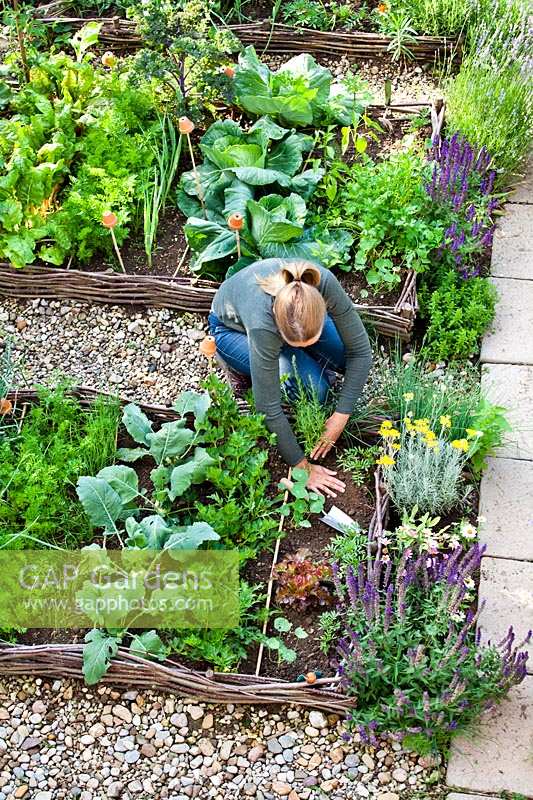 Woman planting herbs in vegetable garden - Hyssopus officinalis - hyssop.
