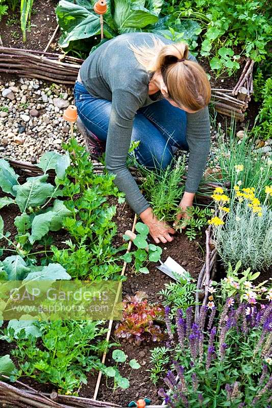 Woman planting herbs in vegetable garden - Hyssopus officinalis - hyssop.
