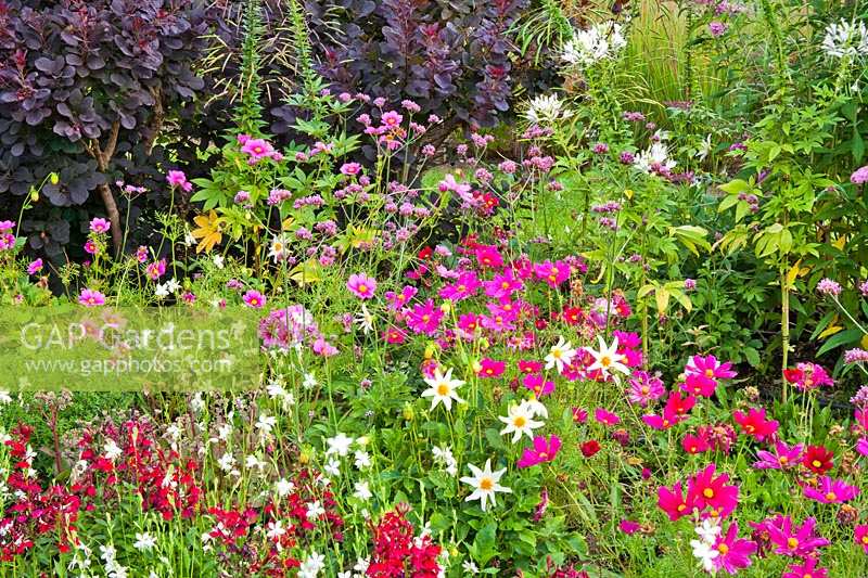 View of mixed planting in pink themed border. Weihenstephan Trial Garden, Germany.