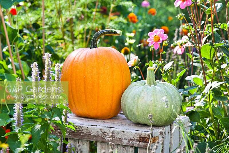 Harvested pumpkins on crate surrounded by informal planting.
