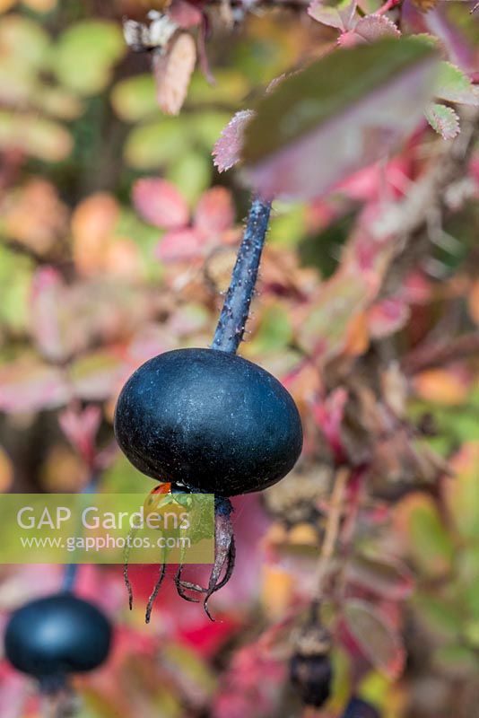 Ladybird on rosehip of Rosa pimpinellifolia - Groundcover rose. 