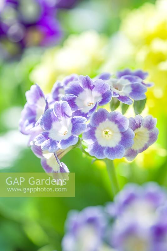 Primula auriculas 