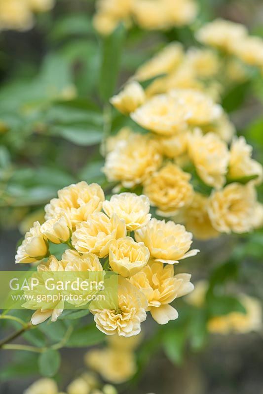 Rosa banksiae 'Lutea' - Yellow Banksian Rose