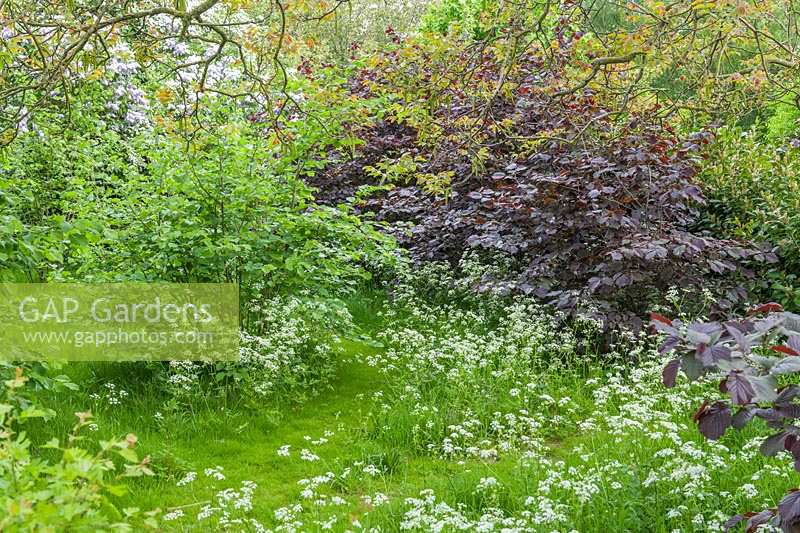 A woodland garden with hazel bushes. 