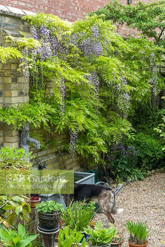 Pet dog drinking from agricultural watering trough in garden side passage. 
