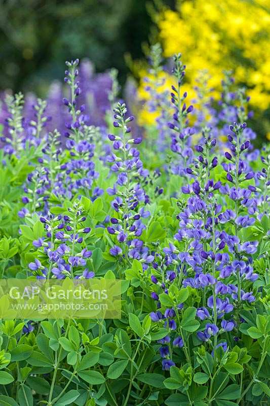 Baptisia australis - False Indigo