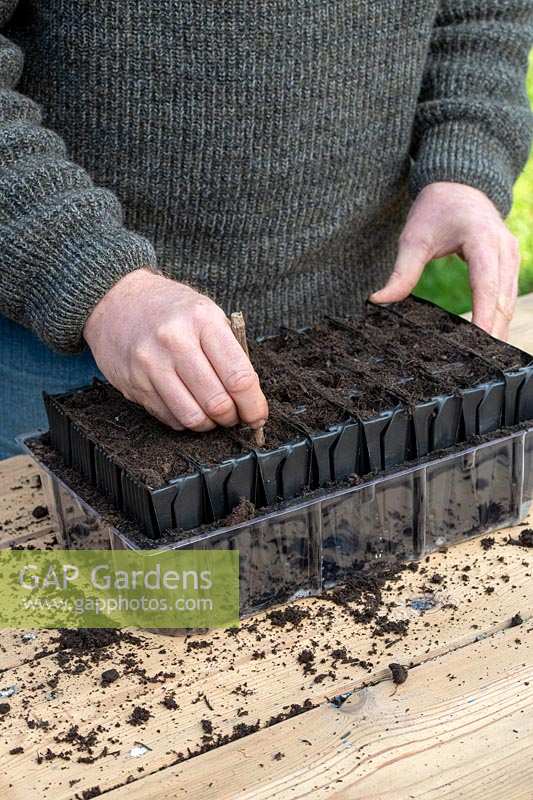 Gardener making holes for sowing sweet pea seeds in deep root trainers. 