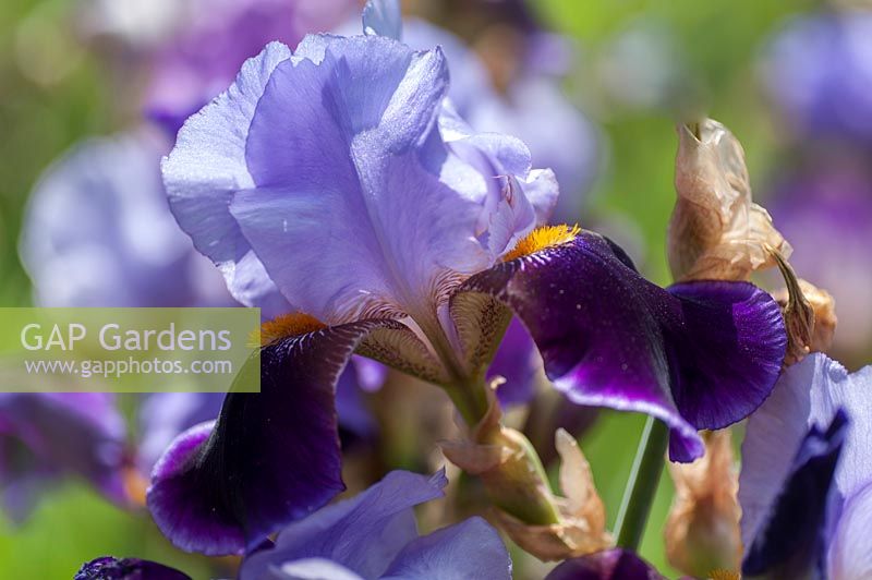 Iris 'Lothario' - Bearded Iris 'Lothario' 