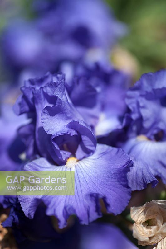 Iris 'Delta Blues' - Bearded Iris 'Delta Blues'