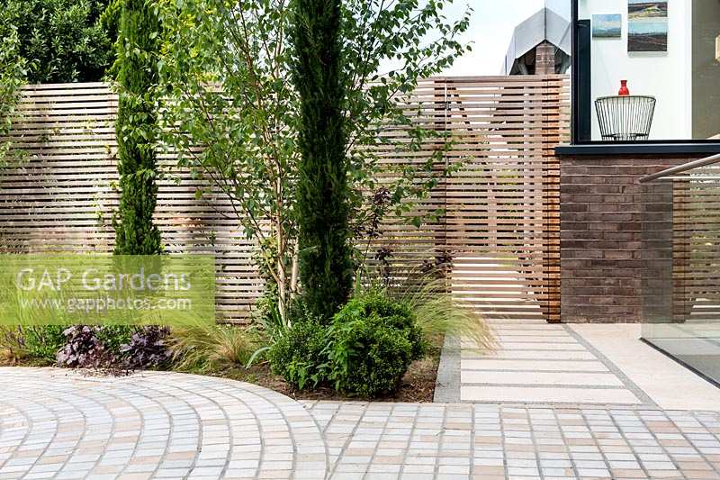 Contemporary house with circular stone sett paving beside planted bed with 
Betula utilis jacquemontii - Himalayan birch - multi-stemmed tree and pencil 
Cupressus. Planting against a backdrop of cedar battened trellis fence.