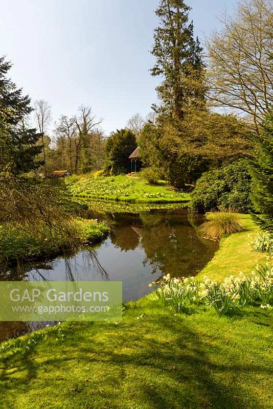 Stream edged with grassy banks planted with daffodils with trees beyond
