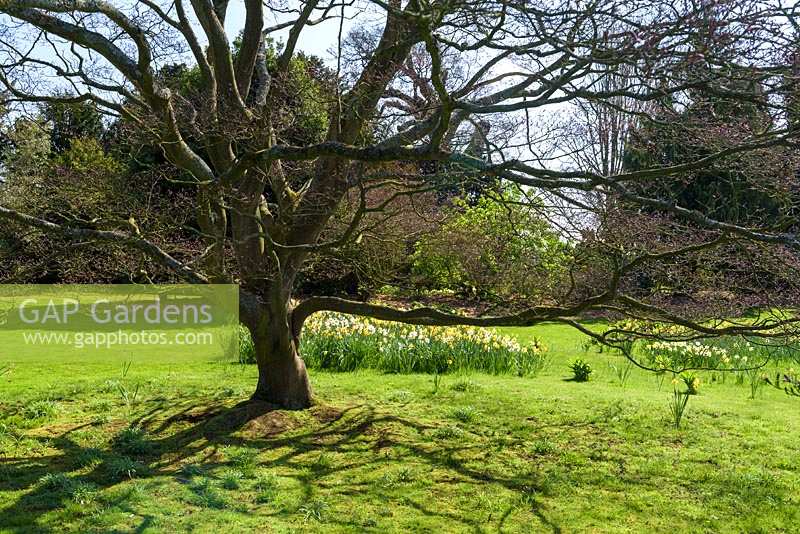 Tree with bare branches casting a shadow on lawn, in distance daffodils and other trees
