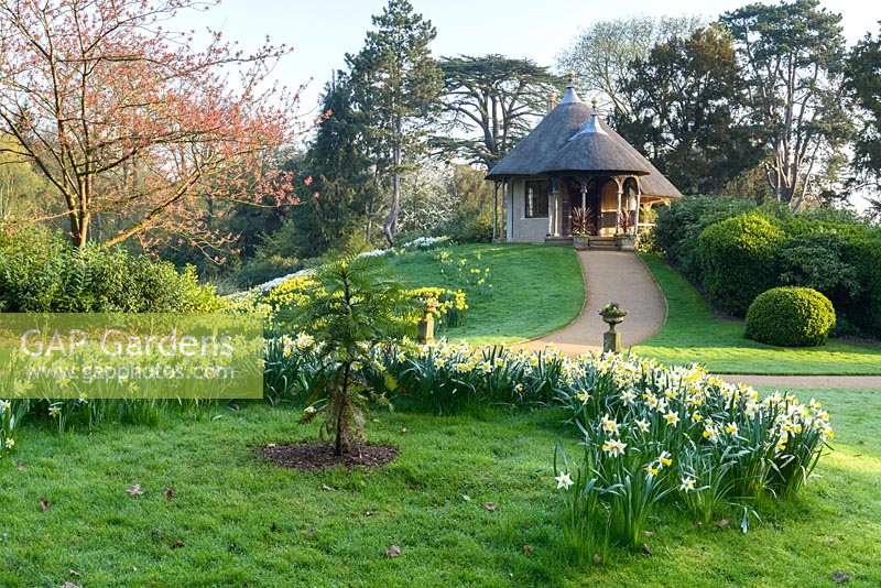 View across lawn planted with daffodils and shrubs towards mound with path up to thatched Swiss cottage
