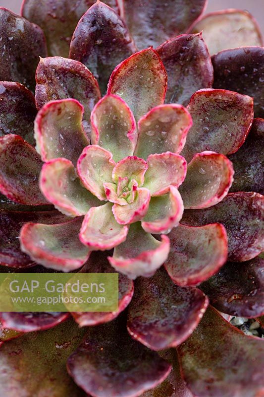 Echeveria 'Red Prince' - Hen and Chicks 