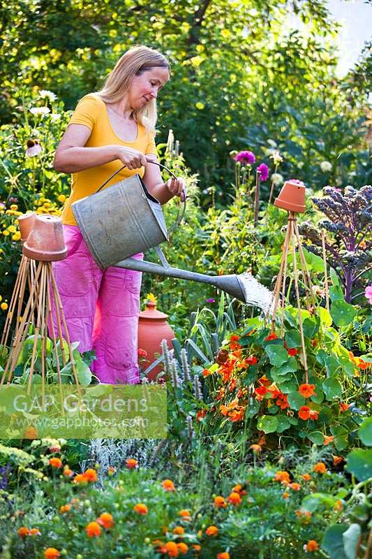 Woman watering Nasturtium in organic garden.