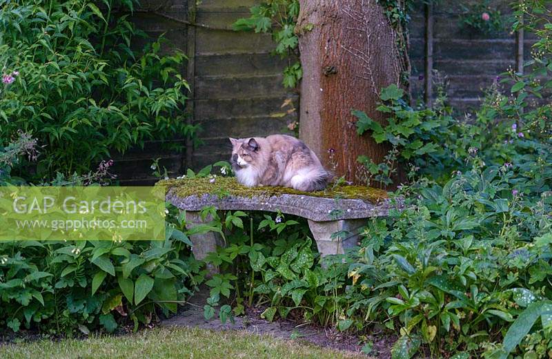 Tansy the Cat on a stone bench underplanted with Geranium phaeum. 